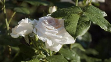 Bahçedeki beyaz güller