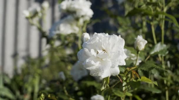 Roses Blanches Dans Jardin Jour Ensoleillé Gros Plan Ralenti — Video