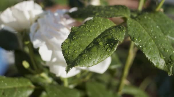 Roses Blanches Dans Jardin Jour Ensoleillé Accent Sur Les Feuilles — Video