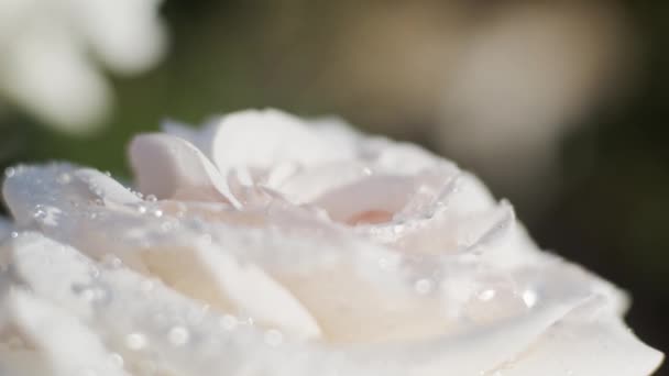 Białe Róże Ogrodzie Słoneczny Dzień Deszczu Zbliżenie Zwolnione Tempo Przemiany — Wideo stockowe