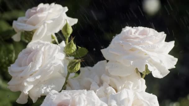 在阳光明媚的日子里 花园里的白玫瑰在雨中 闭合着 慢动作 120 Fps至25 Fps — 图库视频影像