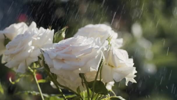 Vita rosor i trädgården — Stockvideo