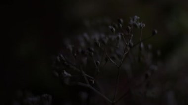 Karanlıkta hareket eden bir buket