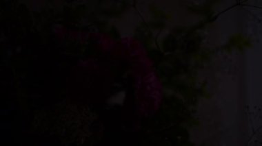 Karanlıkta hareket eden bir buket