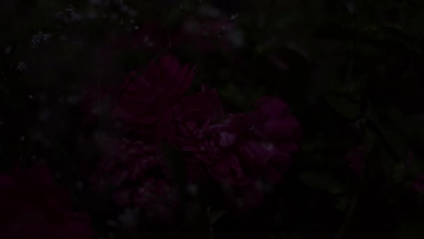 Moving light on bouquet in darkness — Stock Video