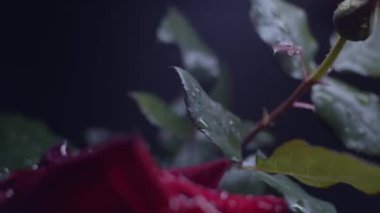 Siyah üzerine kırmızı gül makro çekim, su damlaları, sürgülü hareket, hız rampası. Dramatik ışık