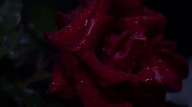 Kırmızı gül makro görüntüsü siyah üzerine su damlaları ile, ışığı karanlıktan aydınlığa hareket ettirir, yakınlaştırır