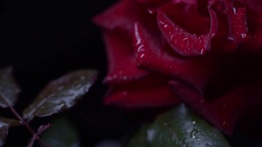Kırmızı gül makrosu siyah üzerine su damlalarıyla vuruyor, ışığı karanlıktan aydınlığa taşıyor.