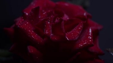 Kırmızı gül makrosu siyah üzerine su damlalarıyla vuruyor, ışığı karanlıktan aydınlığa taşıyor.