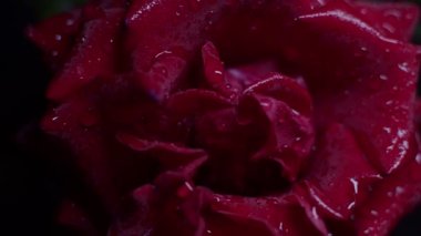 Kırmızı gül makrosu siyah üzerine su damlaları, sürgülü hareket