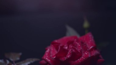Kırmızı gül makro görüntüsü siyah üzerine su damlaları, dikey kaydırma