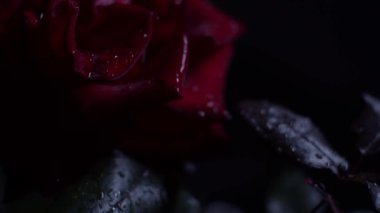 Kırmızı gül makrosu siyah üzerine su damlalarıyla vuruyor, ışığı karanlıktan aydınlığa taşıyor.