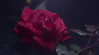 Kırmızı gül makro görüntüsü siyah üzerine su damlaları, dikey kaydırma