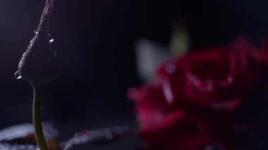 Su damlalarıyla siyah üzerine kırmızı gül makrosu, tomurcuktan güle geçiş.