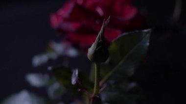 Kırmızı gül makro shot, yapraklı sürgülü hareket ve gül goncası. Gösterişsiz dramatik ışık