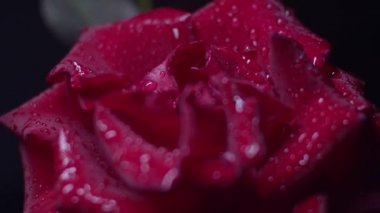 Siyah üzerine kırmızı gül makro pozu, su damlaları, arkadan öne geçiş.