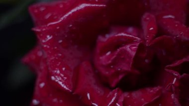 Kırmızı gül makrosu siyah üzerine su damlaları, sürgülü hareket