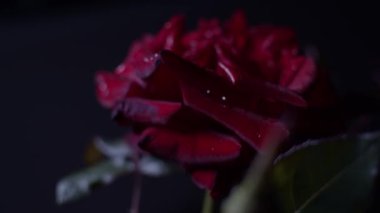 Kırmızı gül makro shot, yapraklı sürgülü hareket ve gül goncası. Gösterişsiz dramatik ışık