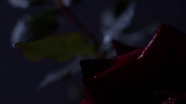 Kırmızı gül makro görüntüsü siyah üzerine su damlaları, hareket eden ışık