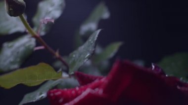 Siyah üzerine kırmızı gül makro çekim, su damlaları, sürgülü hareket, dramatik ışık