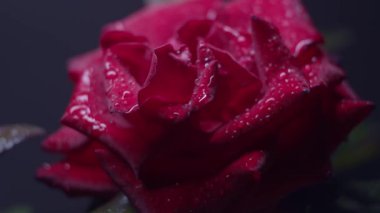 Kırmızı gül makrosu siyah üzerine su damlaları, sürgülü hareket
