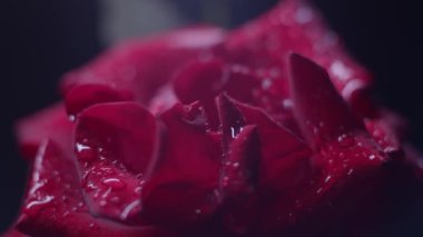 Siyah üzerine kırmızı gül makro çekim, su damlaları, odak değişimi, dramatik ışık