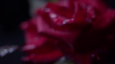 Kırmızı gül makrosu siyah üzerine su damlaları, sürgülü hareket