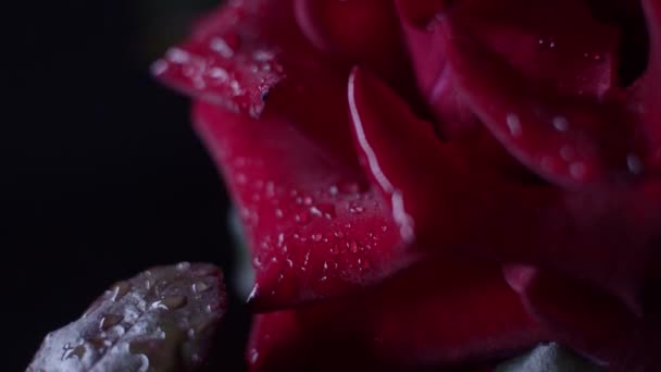 Červená Růže Makro Střílet Černou Kapkami Vody Padající Okvětní Lístky — Stock video