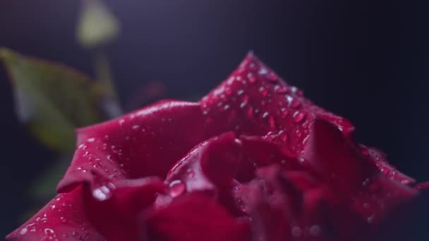 Červená Růže Makro Záběr Černou Kapkami Vody Posuvník Pohyb — Stock video
