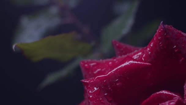 Κόκκινο Τριαντάφυλλο Μακρό Πλάνο Μαύρο Σταγόνες Νερού Κινούμενο Φως — Αρχείο Βίντεο