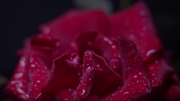 Κόκκινο Τριαντάφυλλο Μακρό Πλάνο Μαύρο Σταγόνες Νερού Κίνηση Κύλισης — Αρχείο Βίντεο