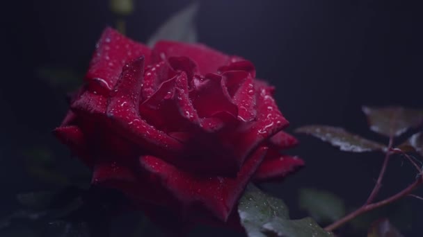 Κόκκινο Τριαντάφυλλο Μακροεντολή Πλάνο Μαύρο Σταγόνες Νερού Κάθετη Panning — Αρχείο Βίντεο