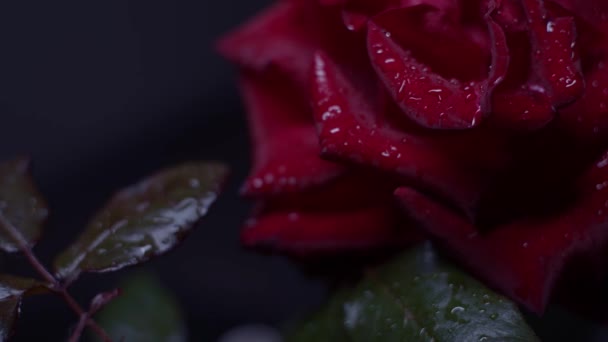 Macro Shot Rose Rouge Sur Noir Avec Des Gouttes Eau — Video