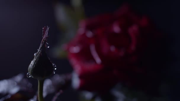 Červená Růže Makro Záběr Černou Kapkami Vody Zaostřit Přechod Pupene — Stock video