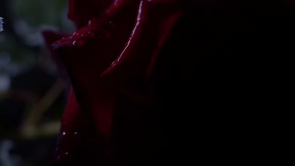 Červená růže makro záběr na černou s kapkami vody, pohybující se světlo z tmy do jasu