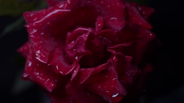 红玫瑰用水滴在黑色上拍宏观 — 图库视频影像