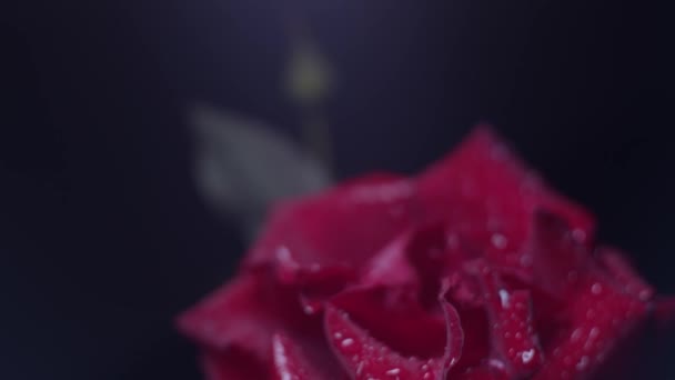 Красная Роза Макро Выстрел Черном Капли Воды Вертикальное Панорамирование — стоковое видео