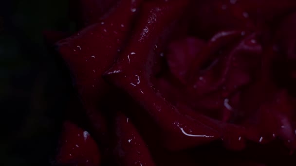 Красная Роза Макро Выстрел Черном Капли Воды Перемещение Света Темных — стоковое видео
