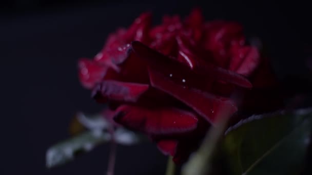 Rosier Rouge Macro Shot Mouvement Curseur Avec Des Feuilles Bourgeon — Video