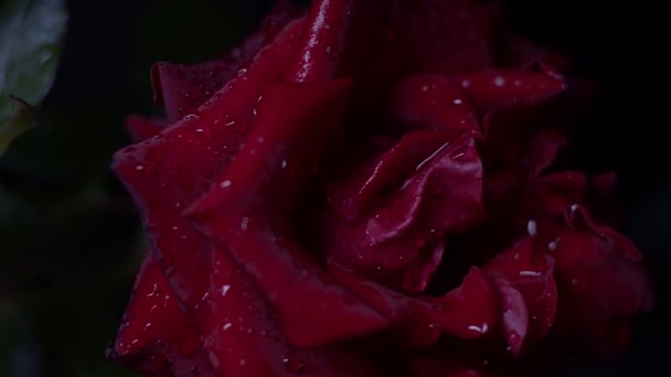 Red Rose Macro Shot Black Water Drops Slider Motion — Stock Video