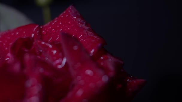 Červená Růže Makro Záběr Černou Kapkami Vody Posuvník Pohyb — Stock video