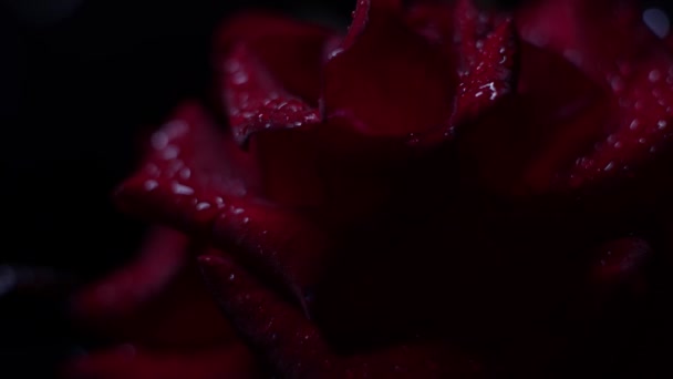 Red Rose Macro Shot Black Water Drops Moving Light Dark — Stock Video