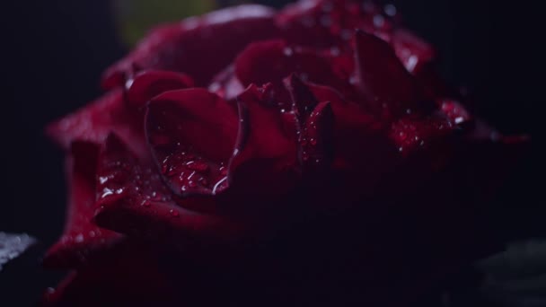 Rode Roos Macro Shot Zwart Met Waterdruppels Bewegend Licht Van — Stockvideo