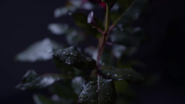 Червона Троянда Макрознімок Повзунковий Рух Листям Трояндовим Бутоном Низьке Ключове — стокове відео