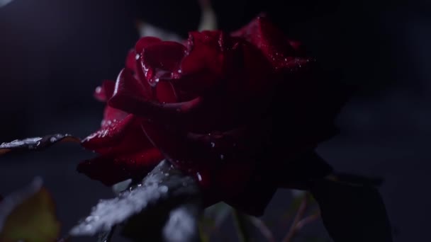 Rote Rose Makroaufnahme Auf Schwarz Mit Wassertropfen Vertikales Schwenken Von — Stockvideo