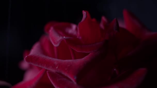 赤いバラのマクロは水が落ちると黒いショット 雨が始まる — ストック動画