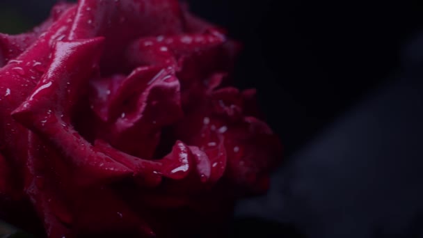 Rode Roos Macro Shot Zwart Met Water Druppels Slider Beweging — Stockvideo