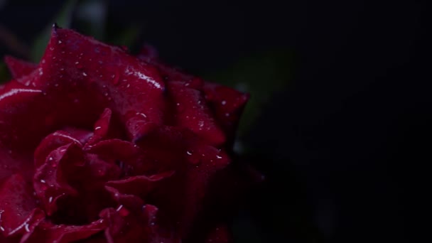 Макрос Червоної Троянди Чорному Краплями Води Рух Повзунка — стокове відео