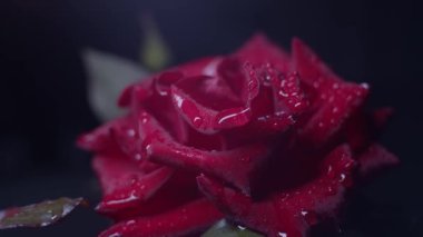 Kırmızı gül makrosu siyah üzerine su damlaları, sürgülü hareket