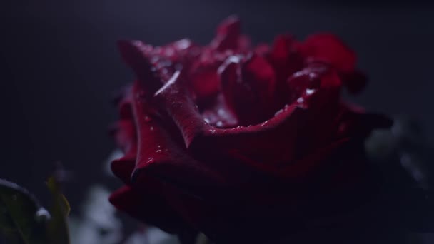 Red Rose Macro Shot Slider Motion Leaves Rose Bud Low — Stock Video